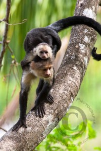 Nice lovely white-headed capuchin monkey and baby for re-homing