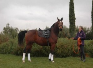 Urgent New year well home and race trained mare and gelding Horse for free adoption to good loving  and caring homes.