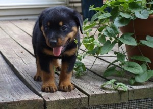 HEALTHY MALE AND FEMALE ROTTWILER PUPPIES FOR YOU AND YOUR FAMILY THIS VALENTINE .