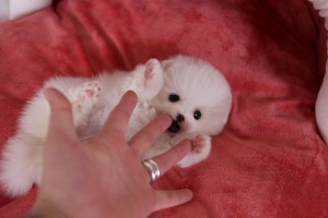 Two Adorable White Teacup Pomeranian Puppies Available For Their New Homes