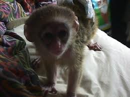 Cute Capuchin Monkeys For Adoption