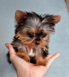 Teacup yorkie puppies.