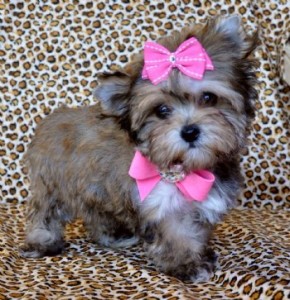 Top Quality Morkie puppies  For Sale