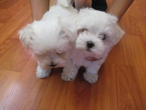 Cute Maltese Puppies For Rehoming