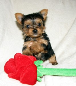 TEACUP PUPPIES Some of the SMALLEST in the world. TEXT US AT (484) 341-3786