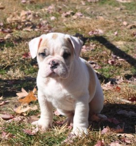 Healthy Two English Bulldog Puppies