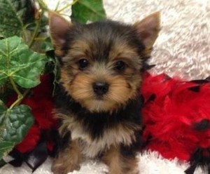 AKC REG SMALL TEACUP YORKIE FOR ADOPTION.