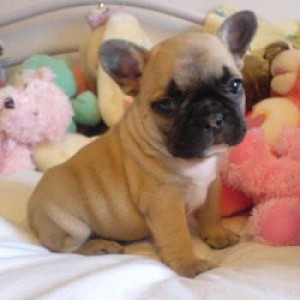 Adorable AKC /CKC French Bulldog puppiea Available now