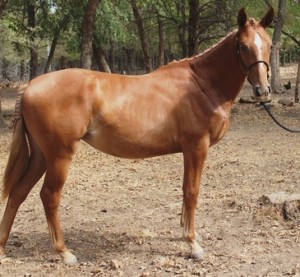 Beautiful grade Quarter horse gelding for adoption