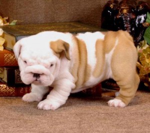 English Bulldog  Puppies for this season contact (404) 220-9676