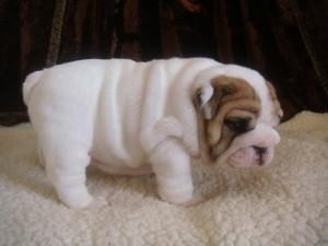 Big chunky dark red and white Bulldog puppies from top quality show stock and superb bloodlines.