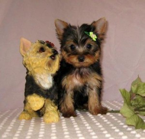 Portable little yorkshire terrier on the line..........