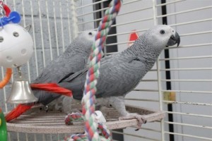 Talking Male and Female African Grey Parrots Ready For  New Home