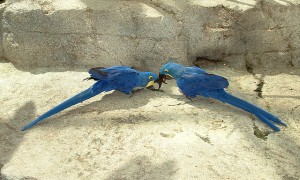 DNA Tested Pair Of Hyacinth Macaw Parrots Available Text (513) 900-1417