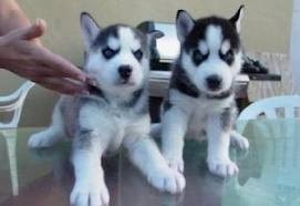 Two beautiful free Siberian Huskies for adoption and  an exceptional Valentines text us now at...(917) 410-0027