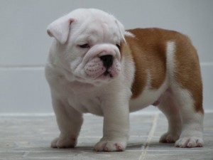 Two adorable Male and Female English Bulldog Puppies for free re homing(