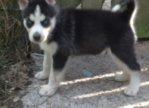 WE HAVE A LITTER OF PUREBRED SIBERIAN HUSKY PUPPIES FOR SALE.