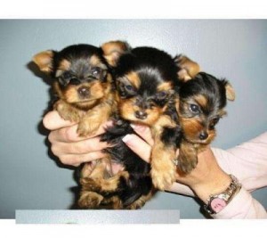 The perfect teacup Yorkies for Xmas