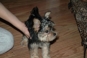 male and female teacup yorkies for adoption