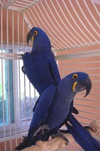 Pair Of Macaw Birds.Text me at (740)394-0335