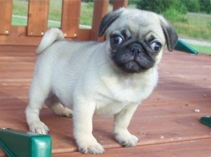 Cute Pug puppies for good and caring home text now for more (631) 832-8513)