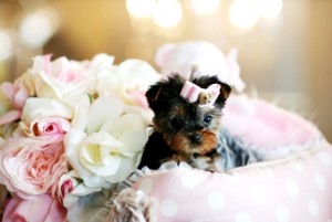 ****lovely yorkie puppies for your kids on valentine text only at (845) 459-4402*****