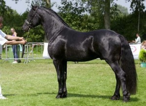 Friesian gelding available  for sale