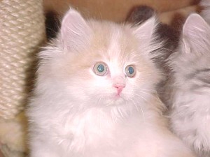 BOUNCING AND ENERGETIC SIBERIAN KITTENS FOR ADOPTION