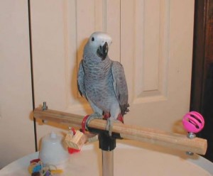 Pair Of African Gray Parrots Available