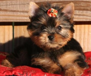 valentine's day yorki puppies Available