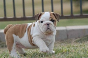 bulldog puppy for adoption