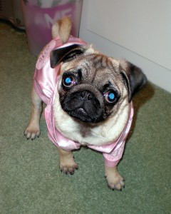 AWESOME VALENTINE DAY GIFTS PUG PUPPIES FOR ADOPTION!!