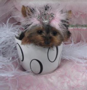 T-CUP YORKIES FOR SALE