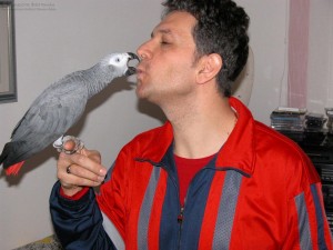 Pair Of African Gray Parrots Available for Good homes.