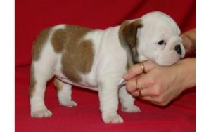 11 weeks AKC registered male and female English Bulldog puppies available.