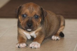 AKC Registered staffordshire Puppies For Re-Homing