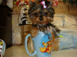 **Pretty Loving Teacup Yorkie Puppies For Adoption**Male And Female!!!2!!