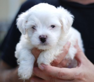 Snow white Maltese puppies for a good home.text (804) 381-0921