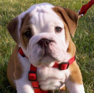 Male and Female bulldog puppies for adoption