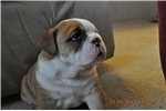 charming lovely male and female English Bulldog puppies for adoption