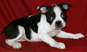 Lovely Boston Terrier Puppies Free Adoption