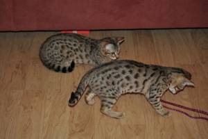 SAVANNAH KITTENS FOR ADOPTION