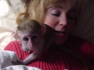 Its Valentines feel LOVE with the adoption of  a  Male and Female Capuchin Baby monkeys  text me now at (917) 410-0027