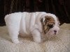!!!!!!!Cute Male and Female English Bulldog Puppies text me on(702)747-2827!!!!