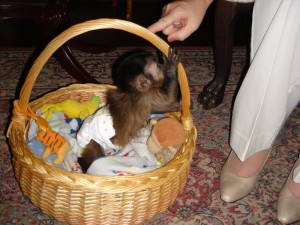 male and female Capuchin Monkeys available for adoption . (lynne.cohen60@yahoo.com)