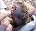 cute capuchin monkeys for adoption