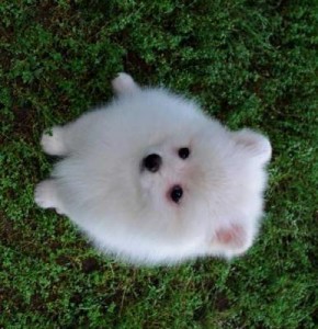 Pomerania mini toy Puppy for Adoption