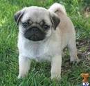 Adorable Pug Puppies For Caring Home