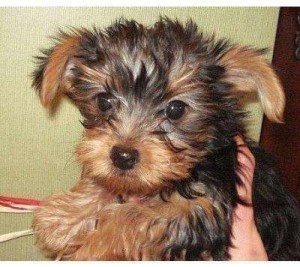 !!FREE!!! Home Trained Yorkie Puppies