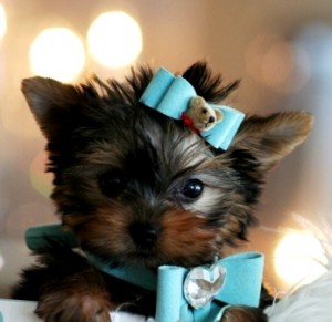 Top Quality Yorkshire Terrier Puppies For Sale !